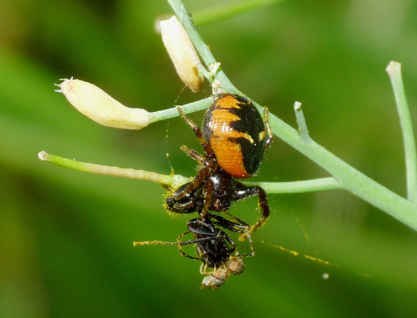 Synema globosum